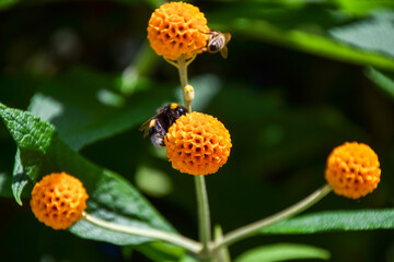 A bumblebee and a bee pollinate orange ball tree flowers (Buddleja globosa)