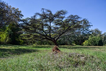 A tree and small anthill in nature