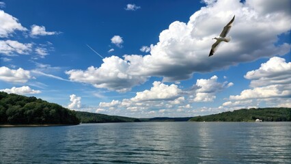 A lone seagull soars overhead as it scans the surface of Brookville Lake for fish beneath the brilliant blue sky and white puffy clouds, nature photography, seagull
