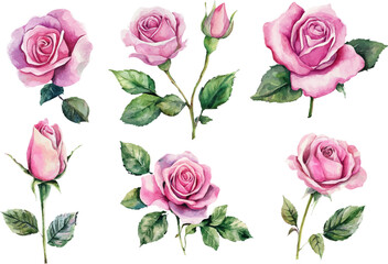 set of pink roses