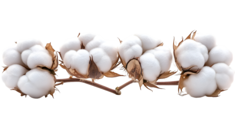 Dried cotton flower branches on white background