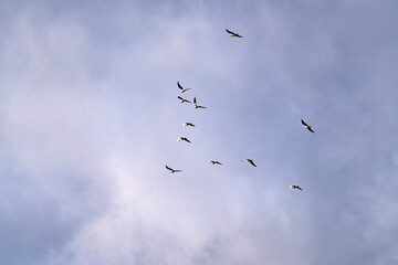 seagulls flying in the cloudy sky