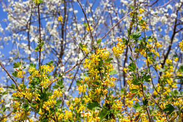 A bush of blooming currant with yellow flowers and a blooming plum tree against the sky. Spring garden in bloom