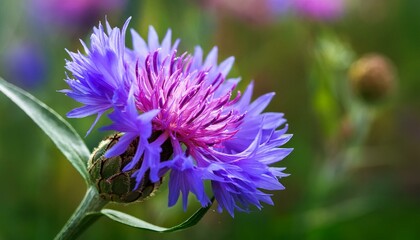 Fototapeta premium bright colorful cornflower flower knapweed