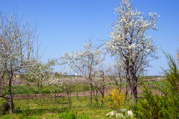 Fototapeta premium Spring garden with flowering trees in the countryside. White plum blossoms and yellow forsythia