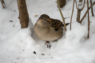 portrait of a sparrow close up