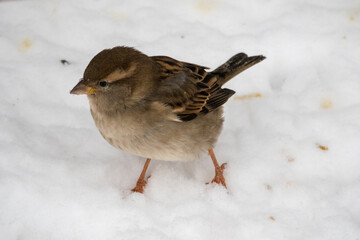 portrait of a sparrow in winter