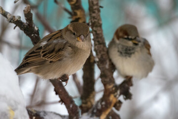 portrait of a sparrow on a branch closeup