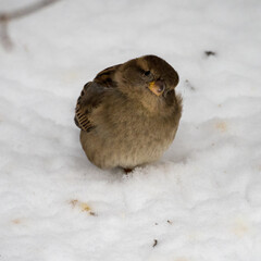 sparrow in the snow