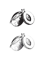 Plum plant vector illustration. Hand drawn fruit.