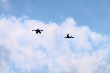 black cranes flying in the snowy sky
