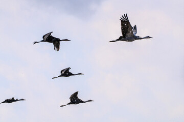 black cranes flying in the snowy sky