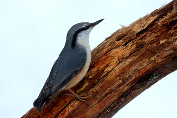Fototapeta premium Nuthatch