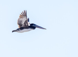 Brown Pelican (Pelecanus occidentalis) at Natural Bridges State Park, California