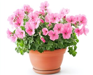 Fototapeta premium Stunning Geranium Blossom in Elegant Pot: A Floral Delight Isolated on White Background