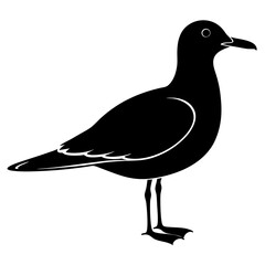  Seagull silhouette vector illustration