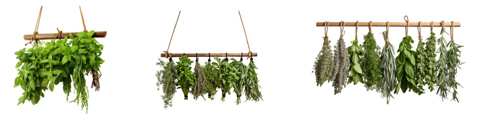 Organic herbs plant hanging with rope isolated on transparent background, Set of