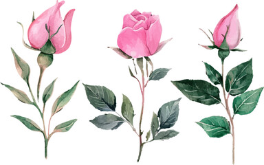 Fototapeta premium set of pink flowers