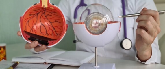 Ophthalmologist holds anatomical model of human eye and pen in hands