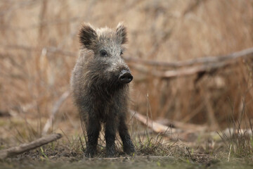 Dzik euroazjatycki, dzik, (Sus scrofa) © Bartosz Rakoczy