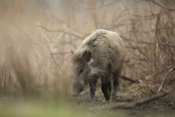 Dzik euroazjatycki, dzik, (Sus scrofa) © Bartosz Rakoczy