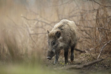 Dzik euroazjatycki, dzik, (Sus scrofa) © Bartosz Rakoczy