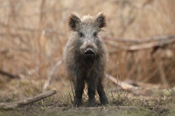 Dzik euroazjatycki, dzik, (Sus scrofa) © Bartosz Rakoczy