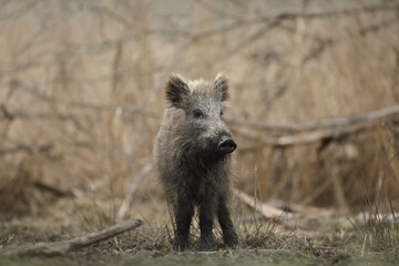 Dzik euroazjatycki, dzik, (Sus scrofa) © Bartosz Rakoczy