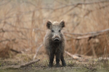 Dzik euroazjatycki, dzik, (Sus scrofa) © Bartosz Rakoczy