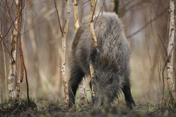 Dzik euroazjatycki, dzik, (Sus scrofa) © Bartosz Rakoczy