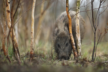 Dzik euroazjatycki, dzik, (Sus scrofa) © Bartosz Rakoczy