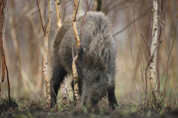 Dzik euroazjatycki, dzik, (Sus scrofa) © Bartosz Rakoczy