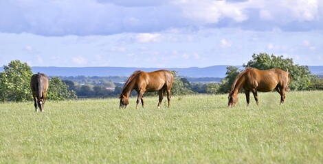Three horses grazing in a grass field.