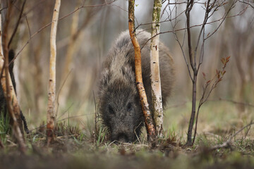 Dzik euroazjatycki, dzik, (Sus scrofa) © Bartosz Rakoczy