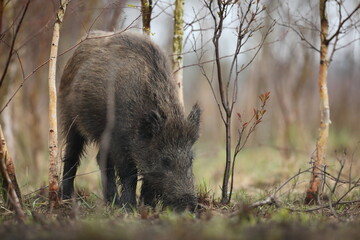 Dzik euroazjatycki, dzik, (Sus scrofa) © Bartosz Rakoczy