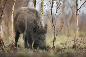 Dzik euroazjatycki, dzik, (Sus scrofa) © Bartosz Rakoczy