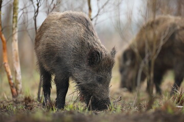 Dzik euroazjatycki, dzik, (Sus scrofa) © Bartosz Rakoczy