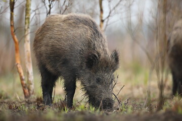 Dzik euroazjatycki, dzik, (Sus scrofa) © Bartosz Rakoczy