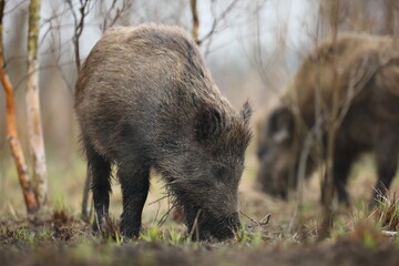 Dzik euroazjatycki, dzik, (Sus scrofa) © Bartosz Rakoczy