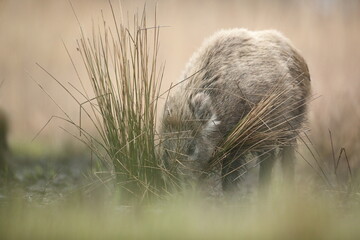 Dzik euroazjatycki, dzik, (Sus scrofa) © Bartosz Rakoczy
