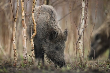 Dzik euroazjatycki, dzik, (Sus scrofa) © Bartosz Rakoczy