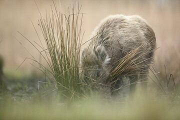 Dzik euroazjatycki, dzik, (Sus scrofa) © Bartosz Rakoczy