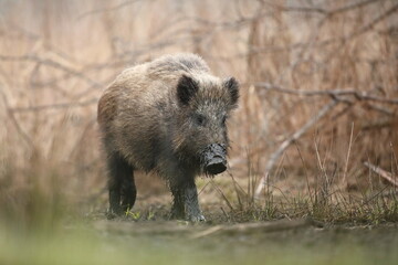 Dzik euroazjatycki, dzik, (Sus scrofa) © Bartosz Rakoczy