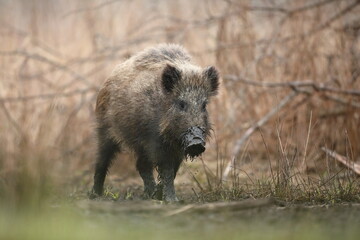 Dzik euroazjatycki, dzik, (Sus scrofa) © Bartosz Rakoczy