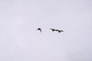wild ducks and geese flying in the snowy sky