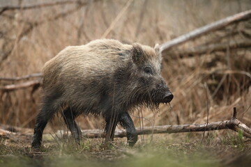 Dzik euroazjatycki, dzik, (Sus scrofa) © Bartosz Rakoczy