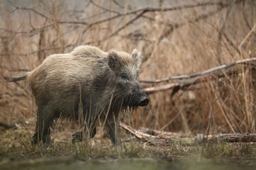 Dzik euroazjatycki, dzik, (Sus scrofa) © Bartosz Rakoczy