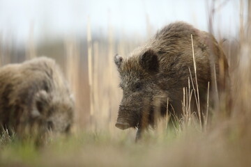 Dzik euroazjatycki, dzik, (Sus scrofa) © Bartosz Rakoczy
