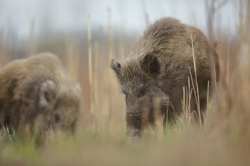 Dzik euroazjatycki, dzik, (Sus scrofa) © Bartosz Rakoczy