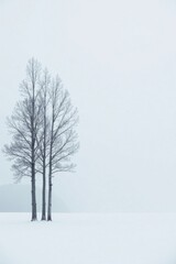 Fototapeta premium Serene Winter Landscape Three Bare Trees Stand Tall in a Vast, Snow-Covered Field Under a Pale Sky